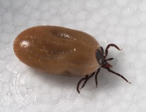 a color photo of a blacklegged tick