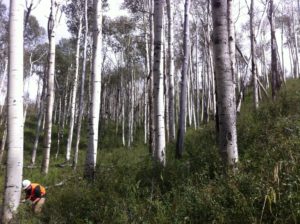 a color photo of Aspen trees in Colorado. At left, a student researcher inspects a tree