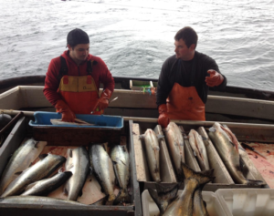 color photo of fishermen with Coho Salmon in Alaska