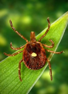 color photo of a lonestar tick on a leaf