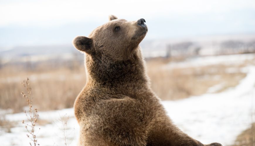 Marley, a rescued grizzly bear, stands up on her two hind feet and stares at the sky