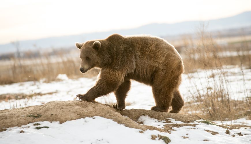 Marley, a rescued grizzly bear, climbing a small hill in her new habitat