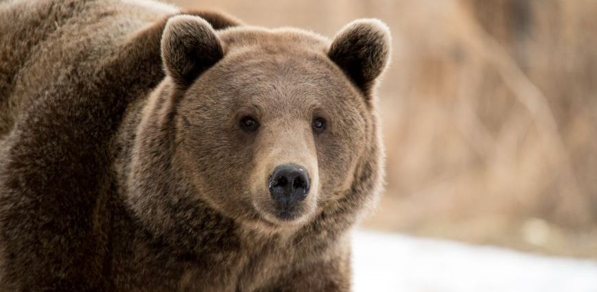 Marley, a rescued grizzly bear, looking at the camera