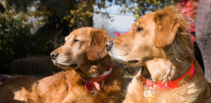 Two golden retrievers with red collars look into the distance