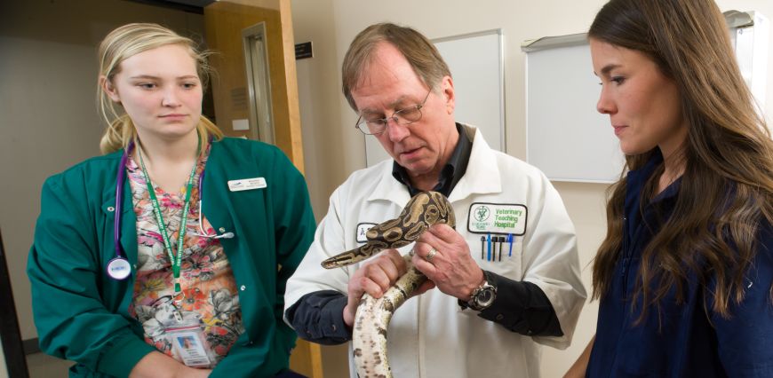 Jessica Carie watches on as Dr. Terry Campbell evaluates a snake with a veterinary technician.