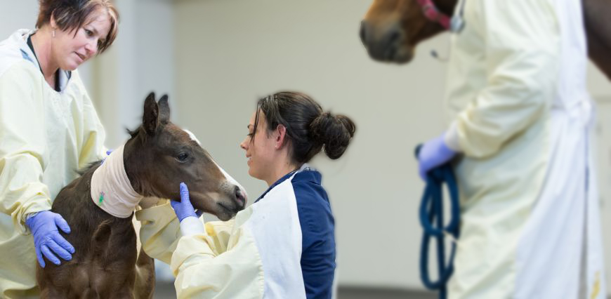 A veterinary student evaluates a foal, as a veterinarian supervises.