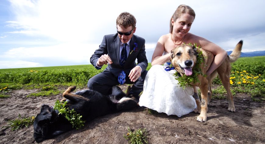 Here comes the dog: It's a ruff wedding season, with lots of