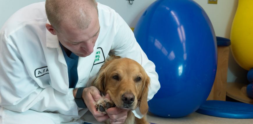 Colorado State University Small Animal Sports Medicine specialist Dr. Felix Duerr examines a dog, August 21, 2014.