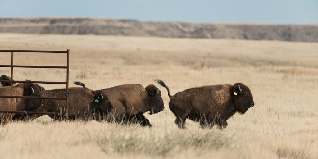 bison are released at Soapstone Prairie Natural Area