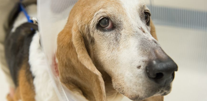 Anna Conti's basset hound Picasso is ready to go home after cancer surgery by Clinical Sciences professor and surgical oncologist Nicole Ehrhart at Colorado State University's Veterinary Teaching Hospital, July 17, 2015.