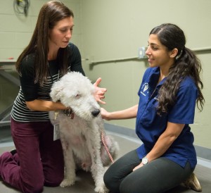 Dr. McGrath examines a dog, Oliver, with help from a veterinary student