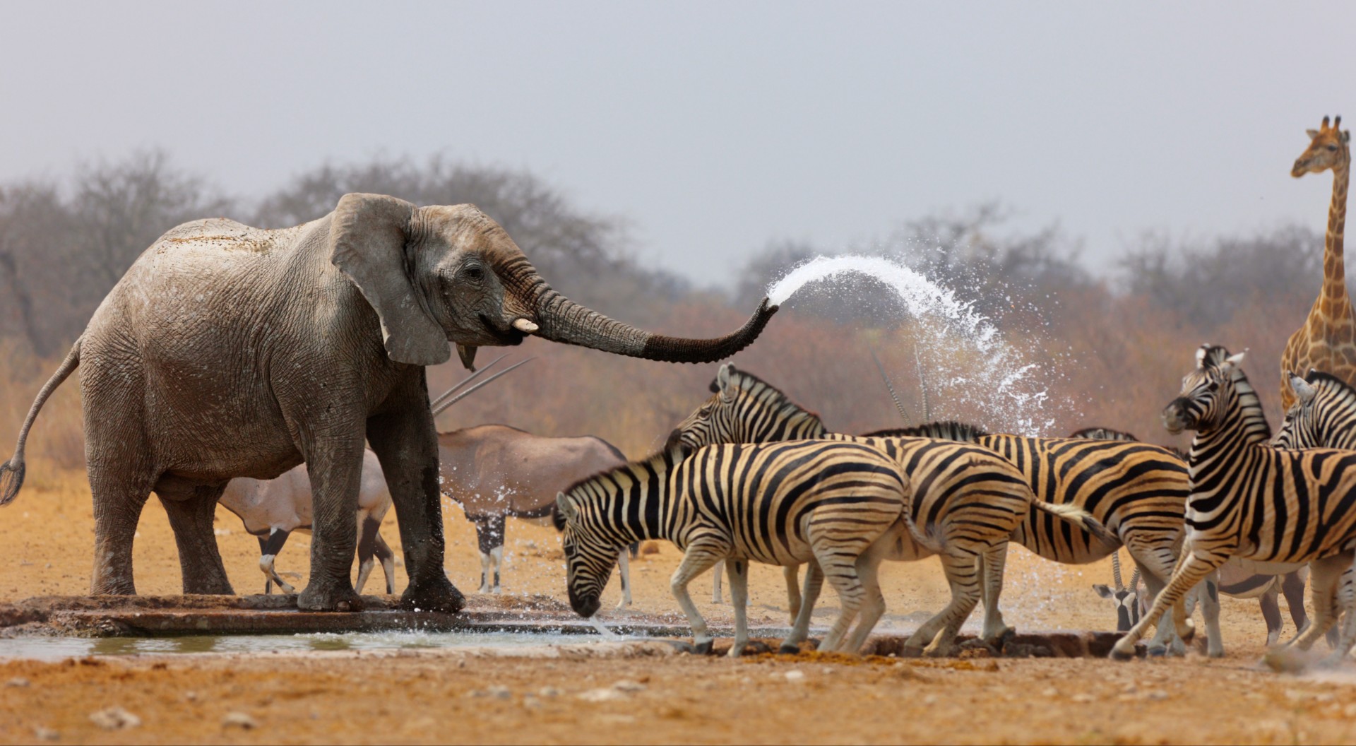 elephant sprays water on zebras