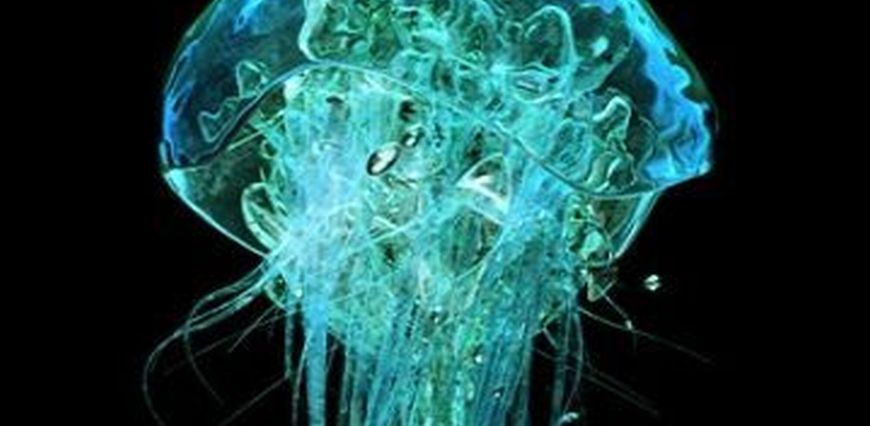 chalfie.jellyfish.lede2