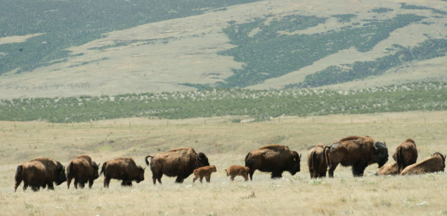bison herd Soapstone May 2016