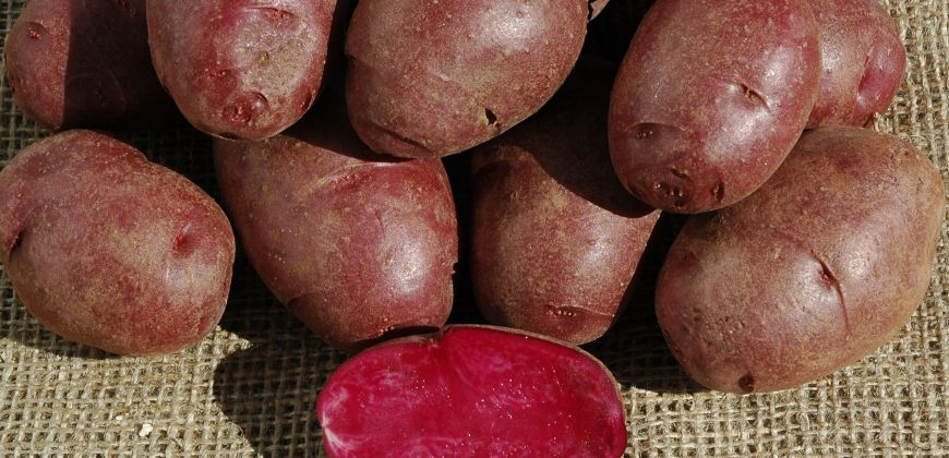 The Vibrant Purple Potatoes Created By University Students