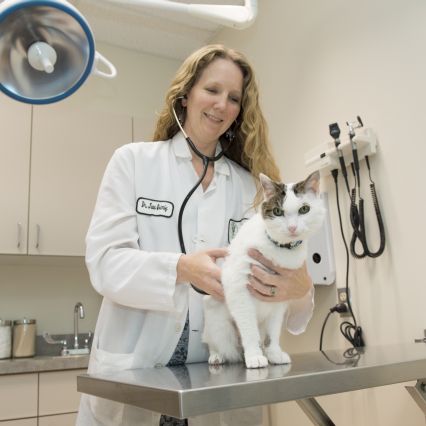 Starting from scratch: CSU veterinarian searches for ...