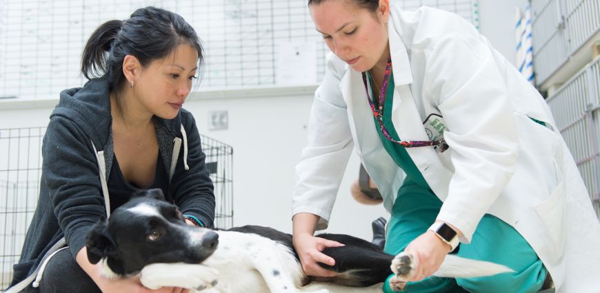 Colorado State University orthopaedic instructor Dr. Clara Goh and orthopaedic resident Dr. Penny Regier evaluate Josh and Katherine Hawkins' border collie Boone, January 7, 2016, as he recovers from severe injuries after being hit by a truck on October 7, 2015.
Colorado State University orthopaedic instructor Dr. Clara Goh and orthopaedic resident Dr. Penny Regier evaluate Josh and Katherine Hawkins' border collie Boone, January 7, 2016, as he recovers from severe injuries after being hit by a truck on October 7, 2015.