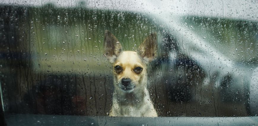 sad dog chihuahua waiting in a locked car their owners