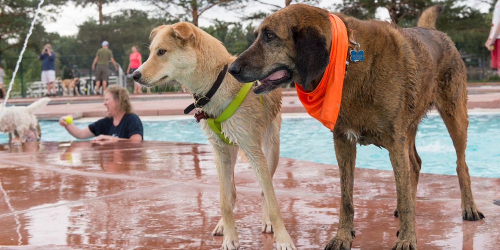 two dogs at pooch plunge