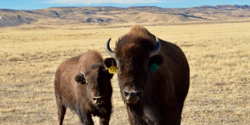 Two bison on the prairie
