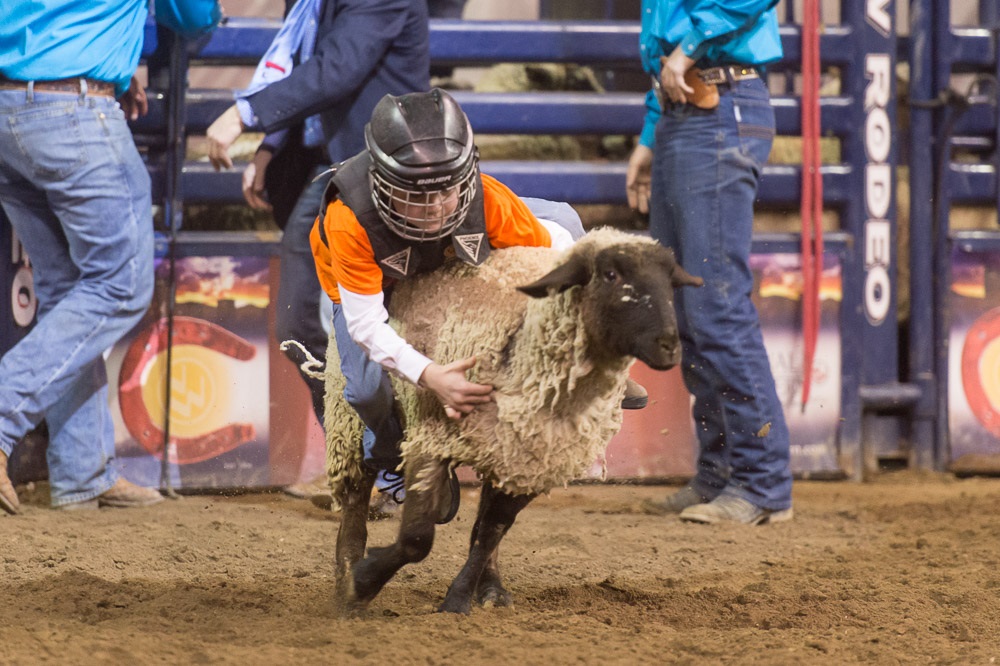 The rodeo during CSU Day at the National Western Stock Show in Denver. January 16, 2016