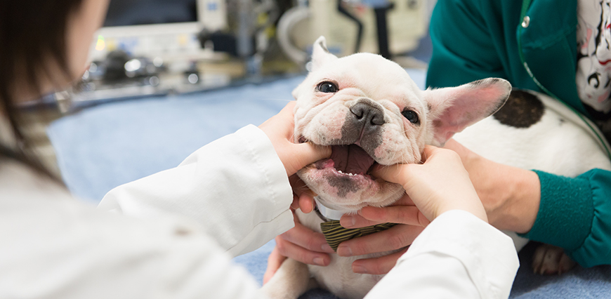 Colorado State University postdoctoral fellow Willana Busuki examines Caroline Dennington's French bulldog puppy Bruce in the Veterinary Teaching Hospital's Dentistry and Oral Surgery section, June 11, 2015.