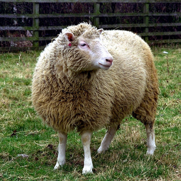 20 years after Dolly: Everything you always wanted to know about the cloned  sheep and what came next