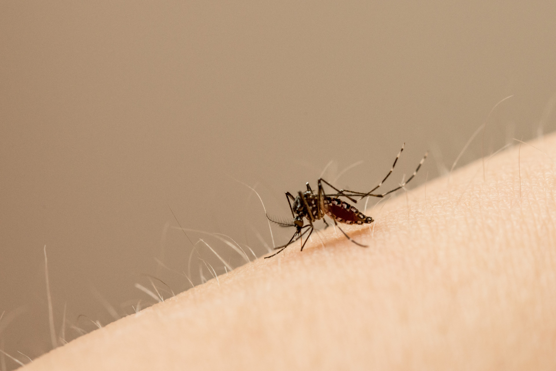 color photo of a mosquito on a woman's arm
