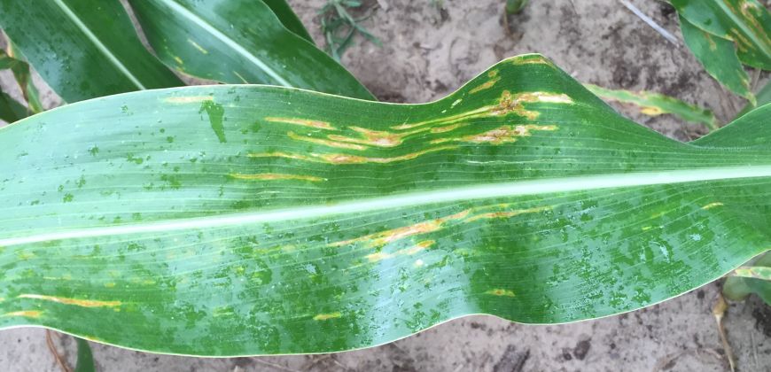 A corn leaf infected with bacterial leaf streak