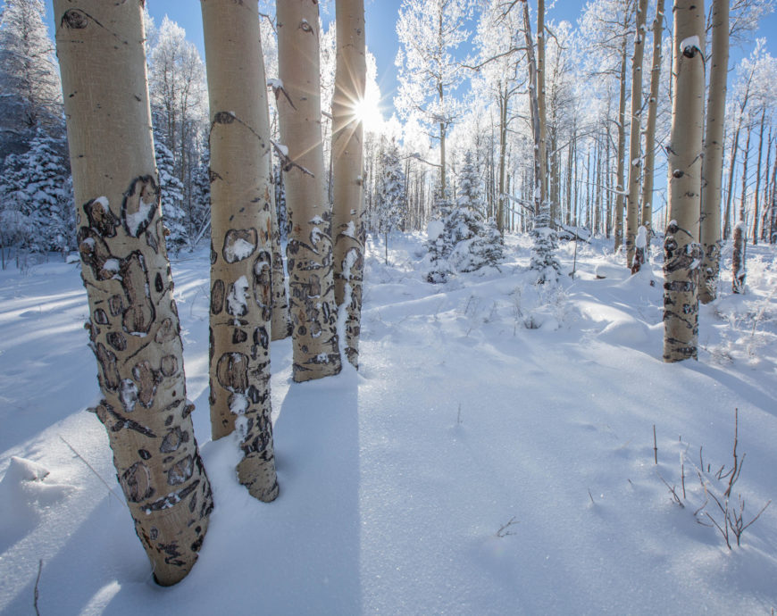 Aspen trees in snow