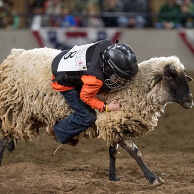 Stock Show mutton bustin