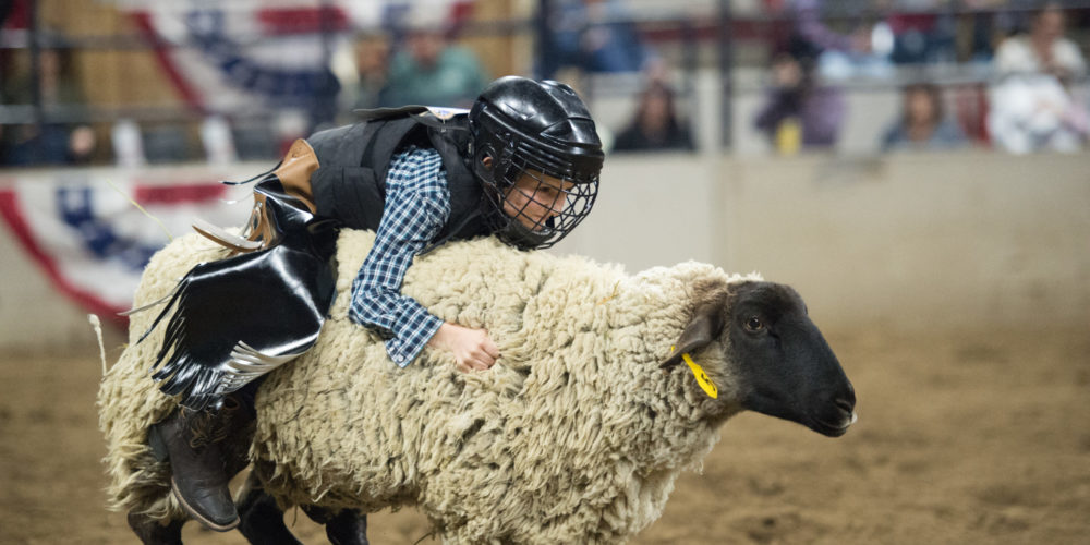 Kid riding woolly sheep