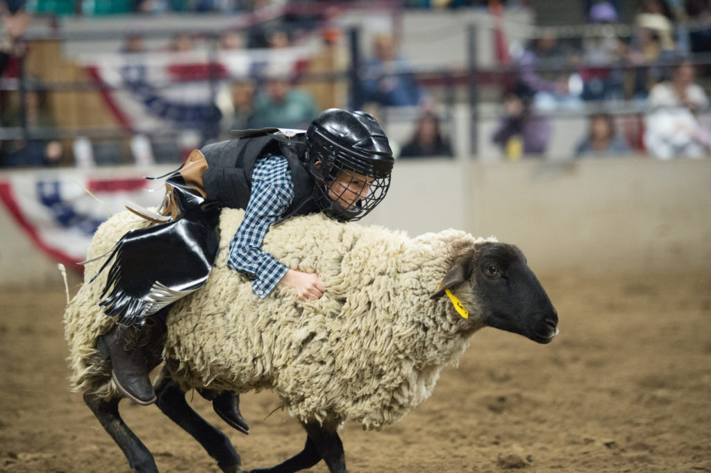 Kid riding woolly sheep