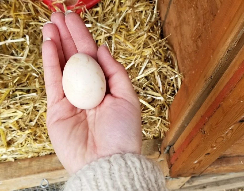 Hillel Egg