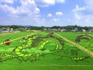 Rice Field in Hunan China