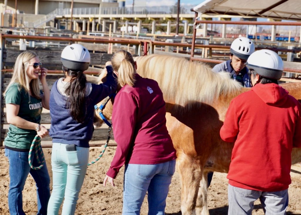 Ciana Dodgion guides students through horse grooming exercise at Temple Grandin Equine Center Open House.