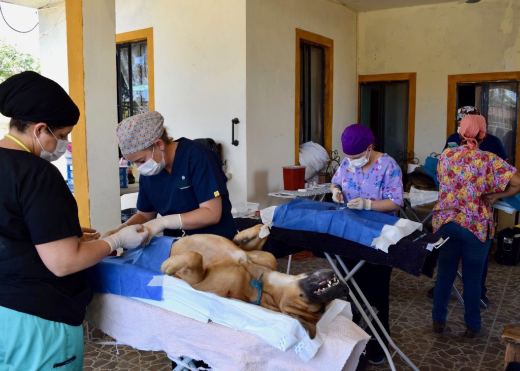 Todos Santos Center vet rotation participants performing surgery on dog.
