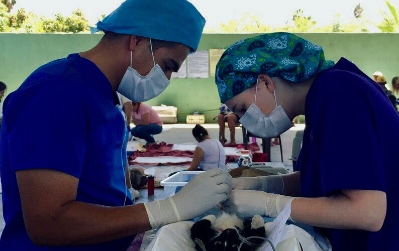 Todos Santos Center vet rotation participants performing surgery on cat.