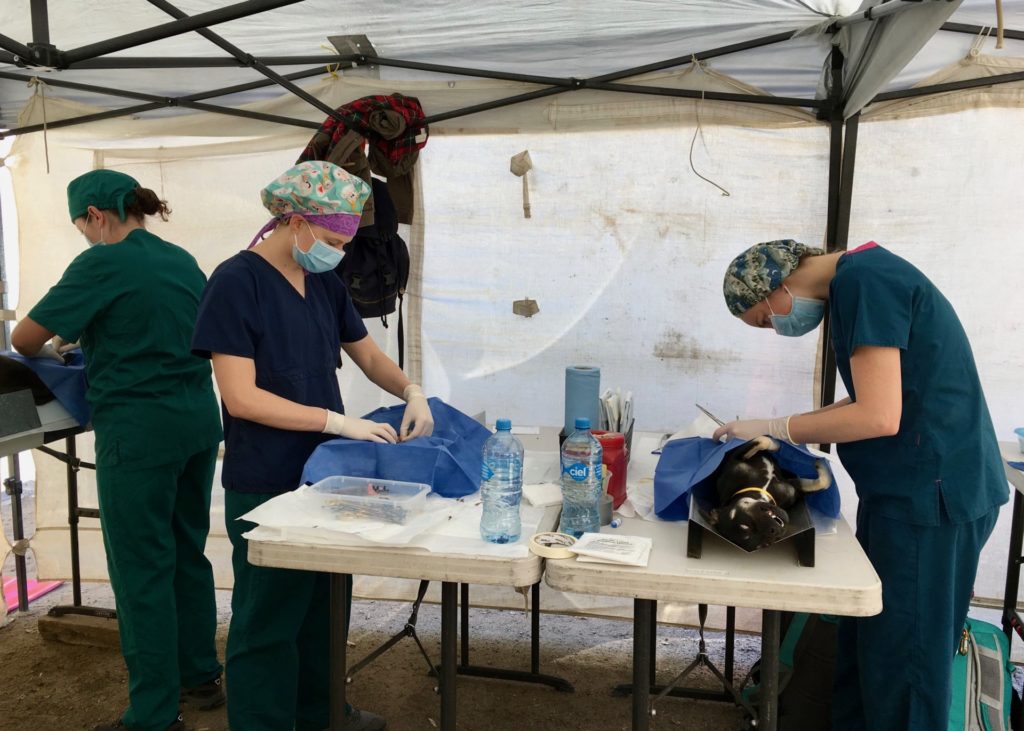 Todos Santos Center vet rotation participants performing surgery on dogs.