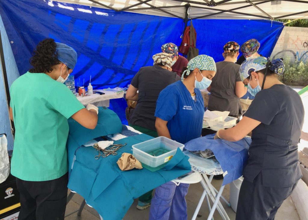 Todos Santos Center vet rotation participants performing surgery on dog.