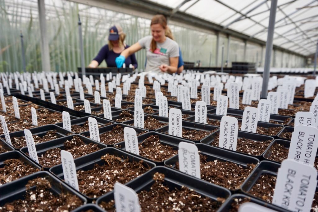 Close-up photo of plants beginning to germinate during planting for Master Gardener Plant Sale.