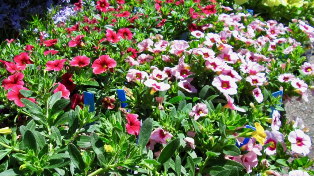 Close-up photo of flowers (annuals).