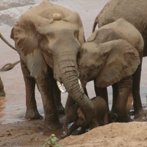 mother elephant with her daughter and a younger calf