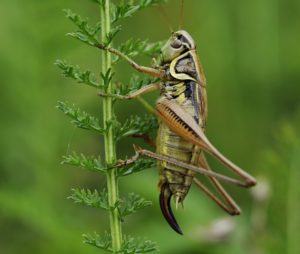 Grasshopper on a plant