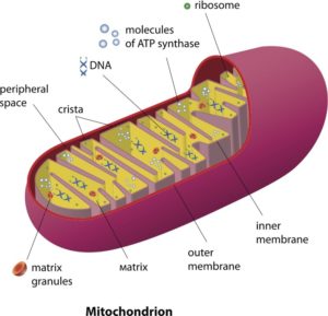 mitochondrion