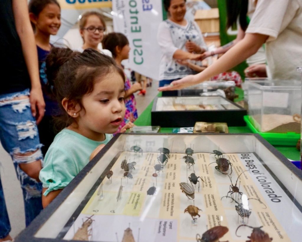 Young girl looks curiously at "Big Bugs of Colorado" display from the CSU Bug Zoo at the 2018 Denver County Fair.