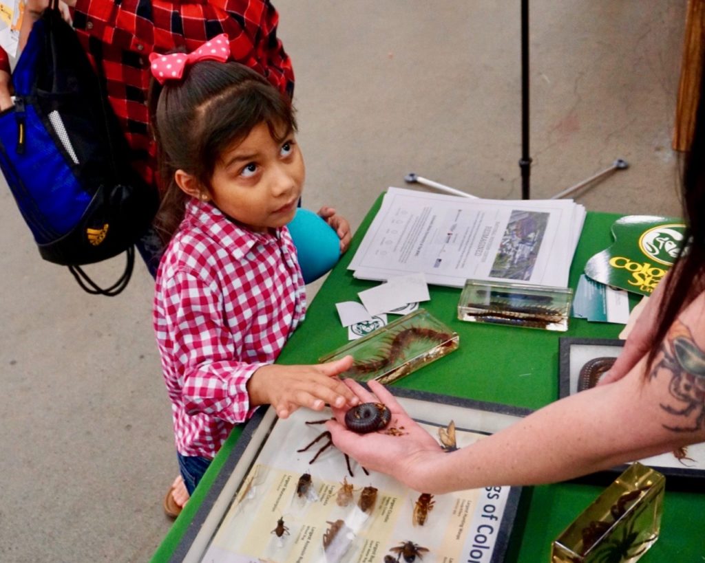 Young girl looks up at CSU Bug Zoo volunteer as she pets millipede at the 2018 Denver County Fair.