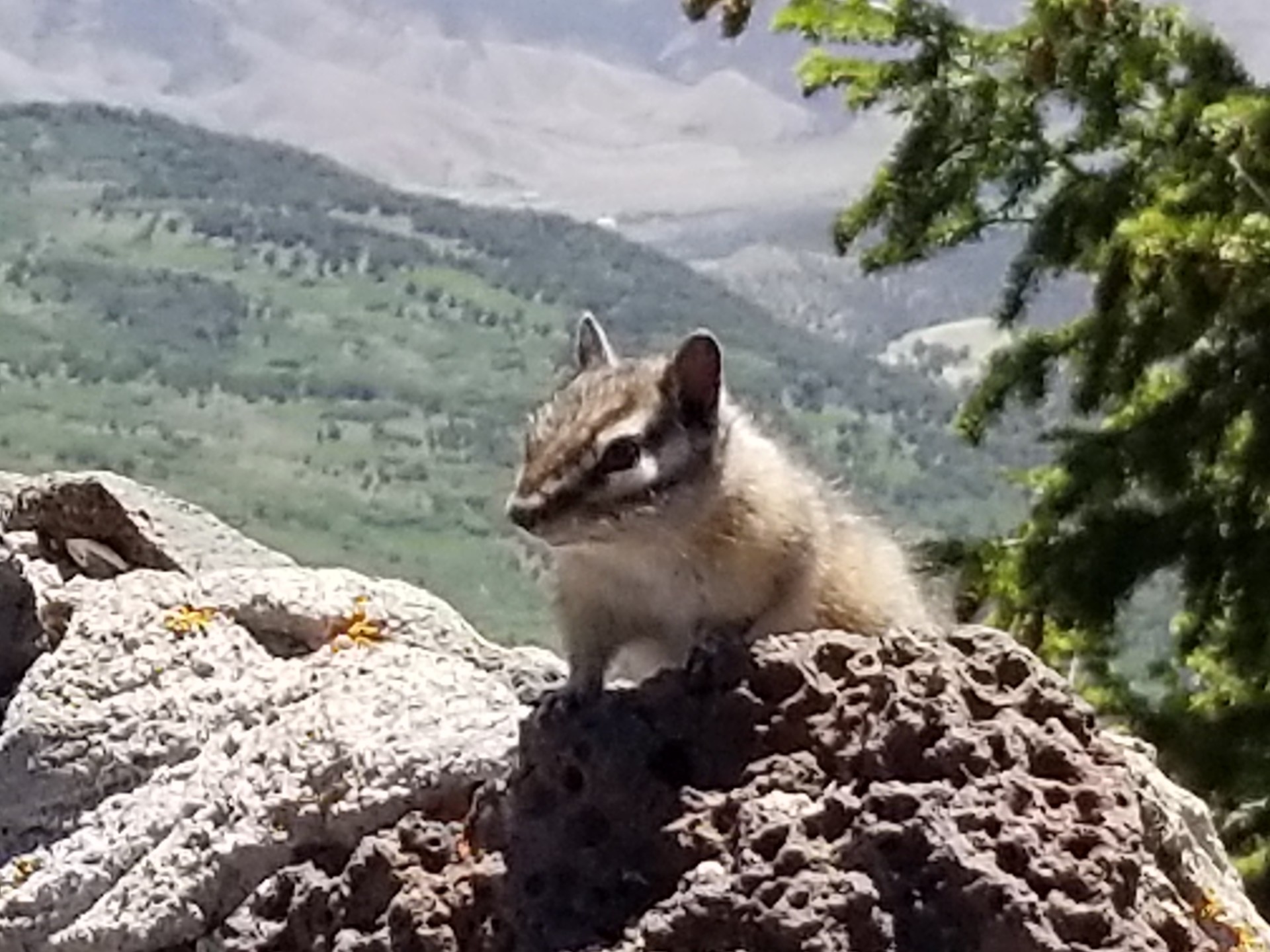 Chipmunk on Grand Mesa
