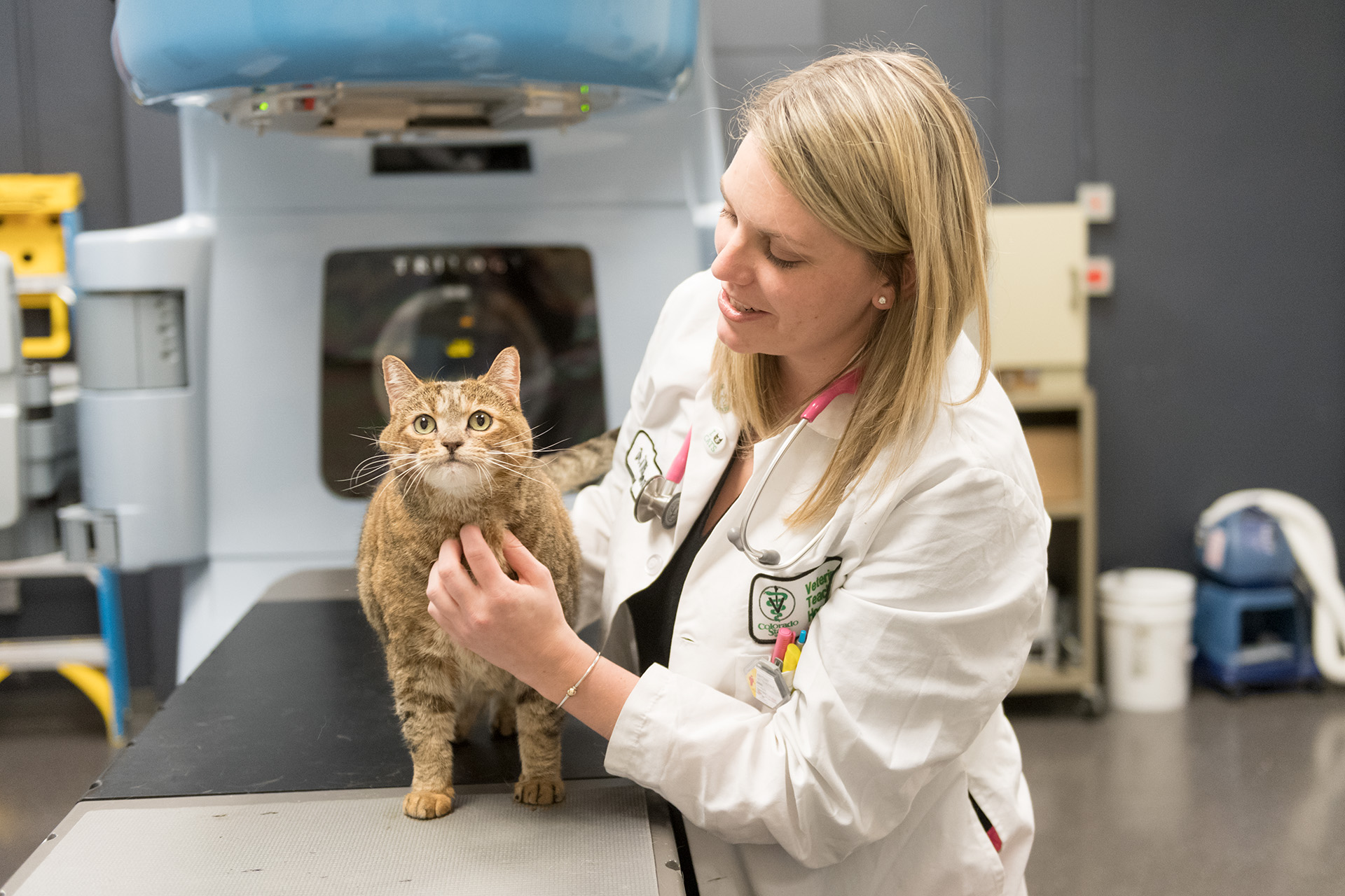 Cat getting exam by vet