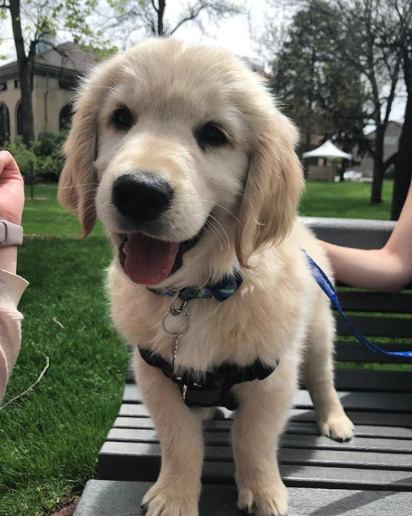 Golden Puppy on the Oval